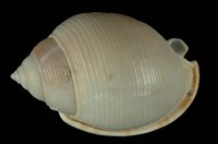 藏品(斑帶鬘螺 )的圖片